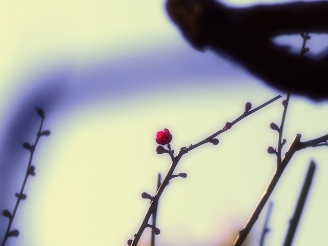 M3058993_2048x1536_補正済.jpg