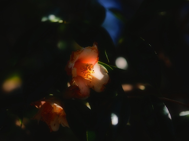 M3059022_2048x1536_補正済.jpg