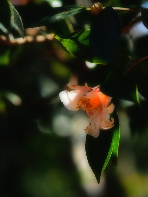 M3059026_2048x1536_補正済.jpg