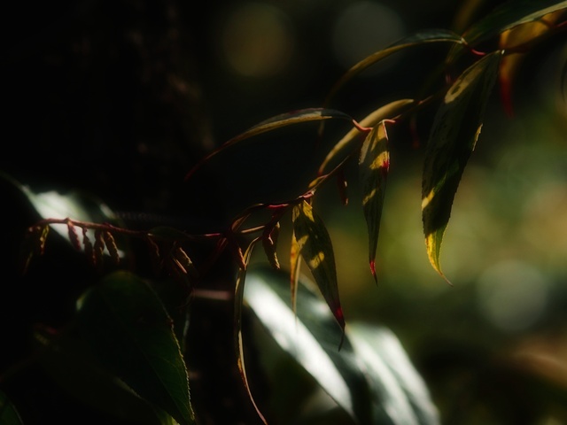 M3059030_2048x1536_補正済.jpg