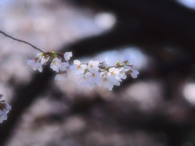 M3229701_2048x1536_補正済.jpg