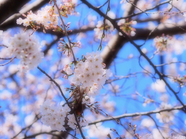 M3229732_2048x1536_補正済.jpg
