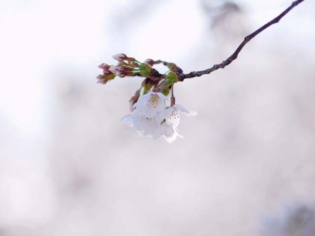 M3229764_2048x1536_補正済.jpg