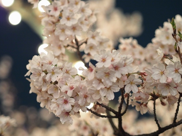 M4060471_1280x960_補正済.jpg