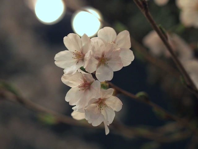M4060473_1280x960_補正済.jpg