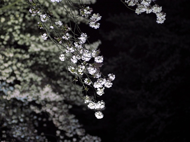M4060559_1280x960_補正済.jpg