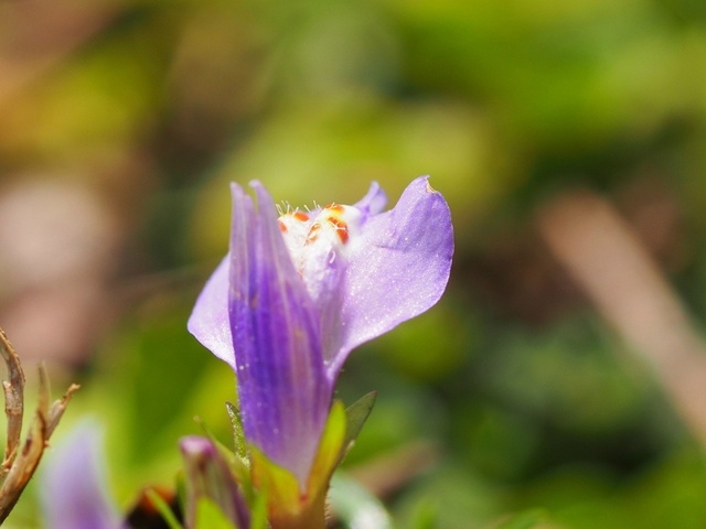 M4242697_1280x960_補正済.jpg
