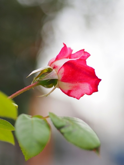 M5266345_1280x960_補正済.jpg