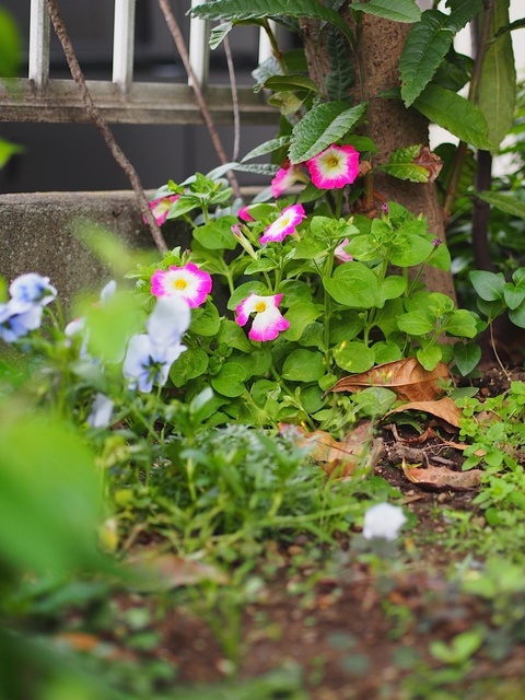 M5266354_1280x960_補正済.jpg