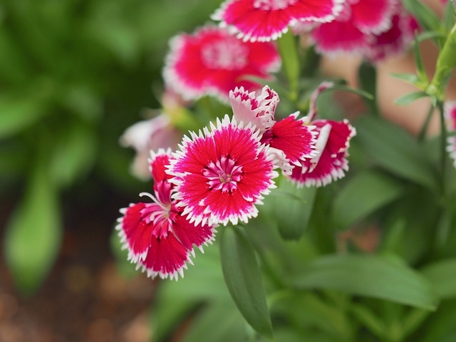 MA067402_1280x960_補正済.jpg