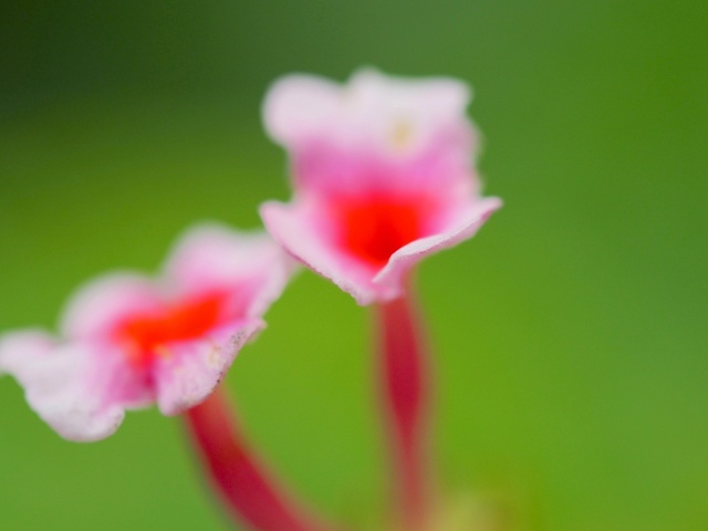 MA067418_1280x960_補正済.jpg