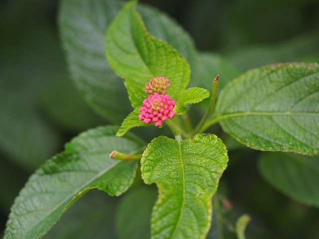 MA067420_1280x960_補正済.jpg