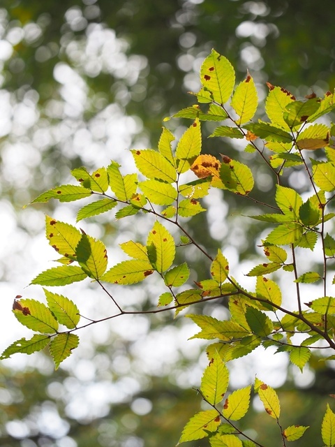 MA067434_1280x960_補正済.jpg