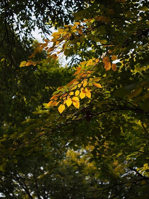 MA067436_1280x960_補正済.jpg