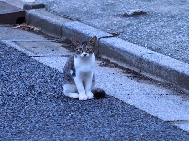 MA067495_1280x960_補正済.jpg