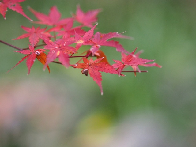 MC020881_2048x1536_補正済.jpg
