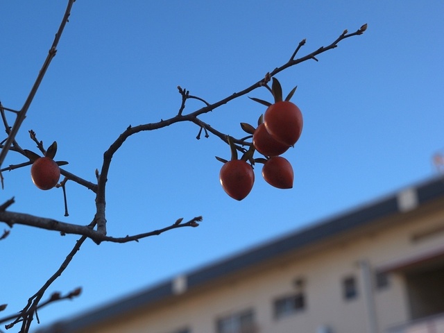 P1020323_1280x960.jpg