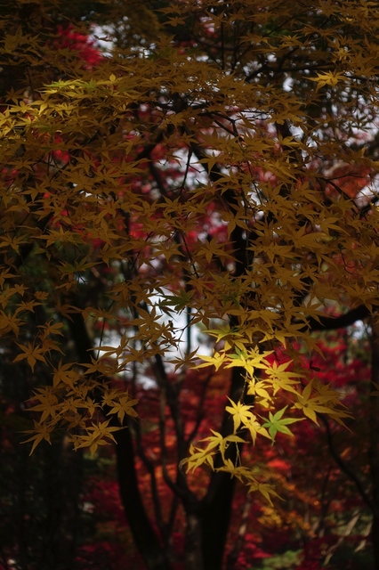 DSC00130_2048x1365.jpg