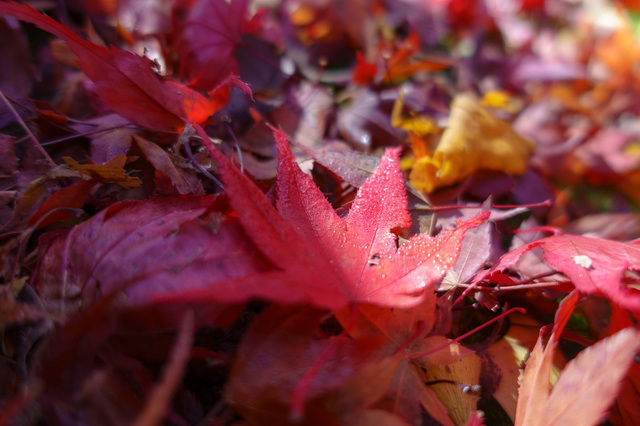 DSC00682_CameraRAW_2048.jpg