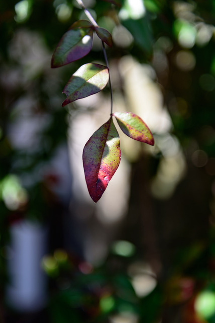 DSC_0671_CameraRAW_2048.jpg