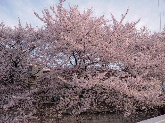 M4060728_CameraRAW_2048.jpg