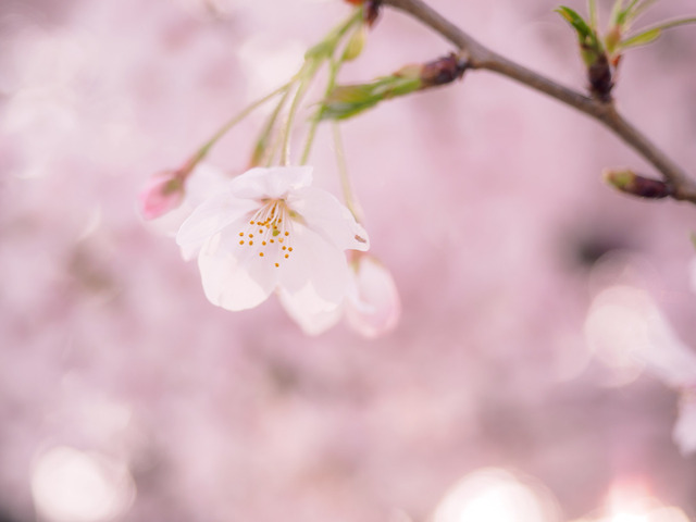 M4060751_CameraRAW_2048.jpg