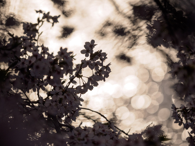 M4060768_CameraRAW_2048.jpg