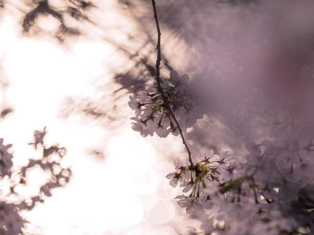 M4060769_CameraRAW_2048.jpg