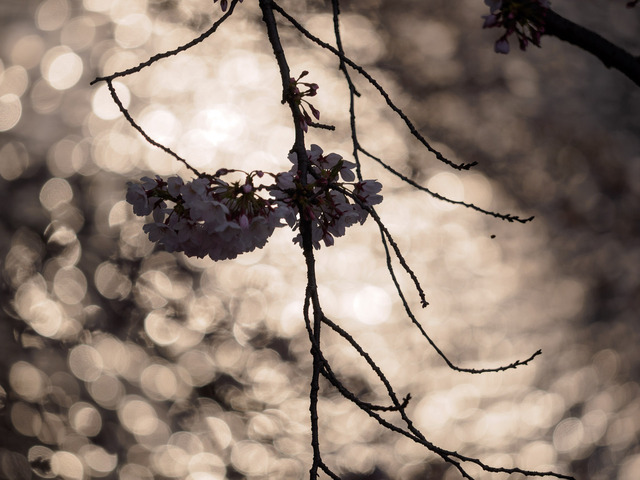 M4060781_CameraRAW_2048.jpg