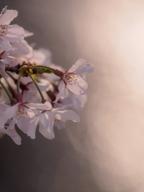 M4060791_CameraRAW_2048.jpg