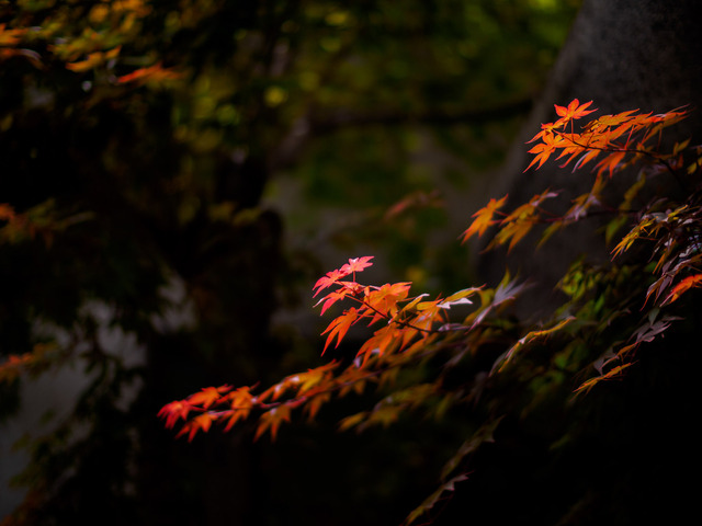 M5031644_CameraRAW_2048.jpg