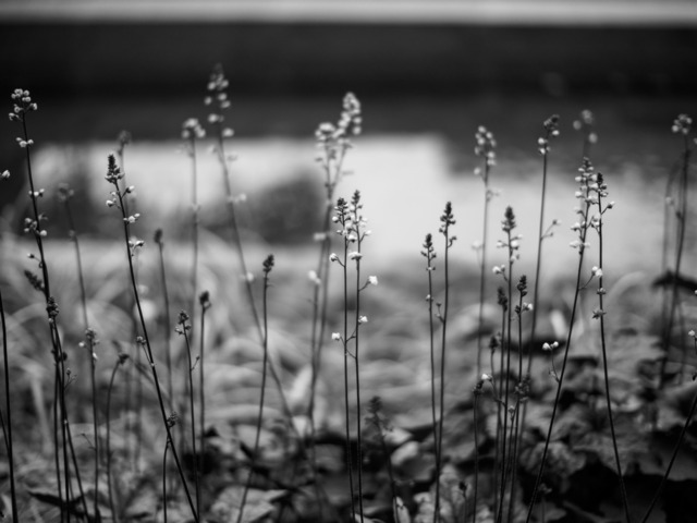 M5031773_CameraRAW_2048.jpg