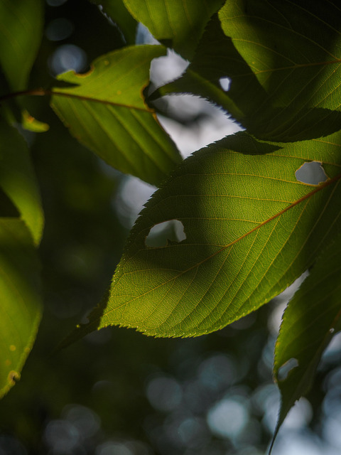 M6053419_CameraRAW_2048.jpg