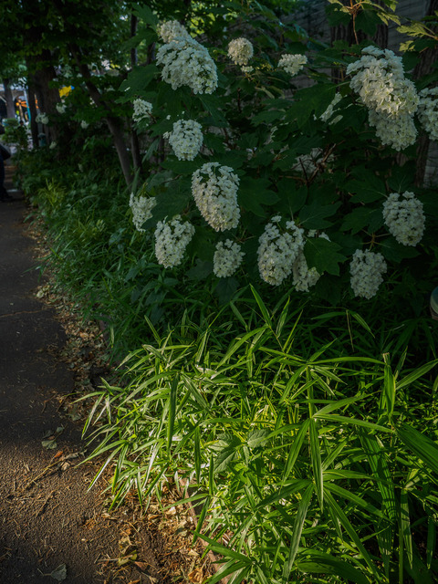 M6053426_CameraRAW_2048.jpg