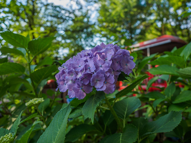M6053441_CameraRAW_2048.jpg