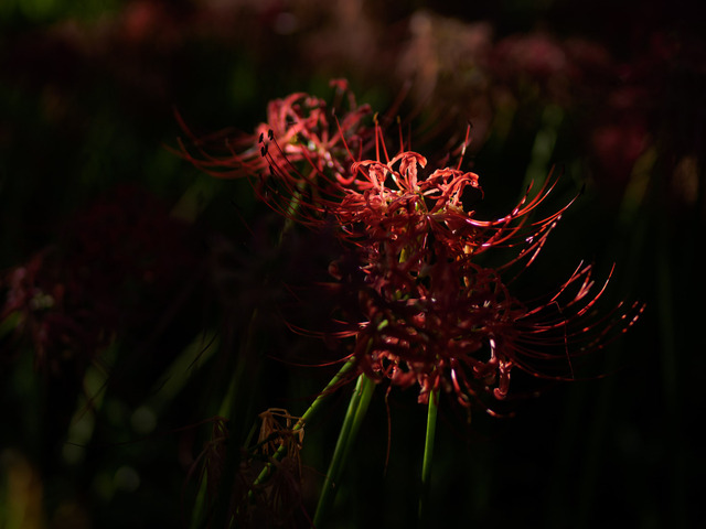 M9258893_CameraRAW_2048.jpg