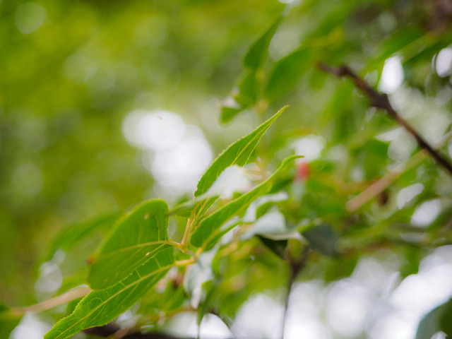 MA300283_CameraRAW_2048.jpg
