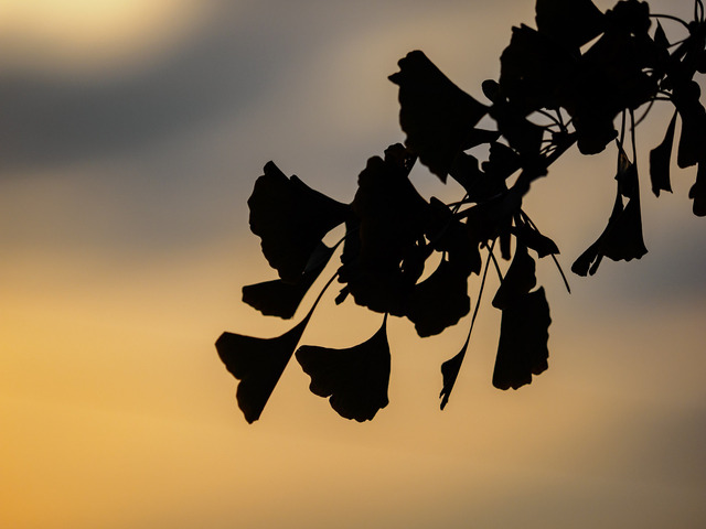 MA300362_CameraRAW_2048.jpg