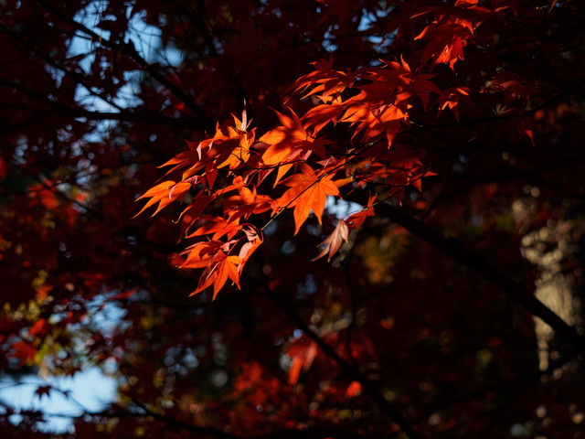 MB190154_CameraRAW_2048.jpg