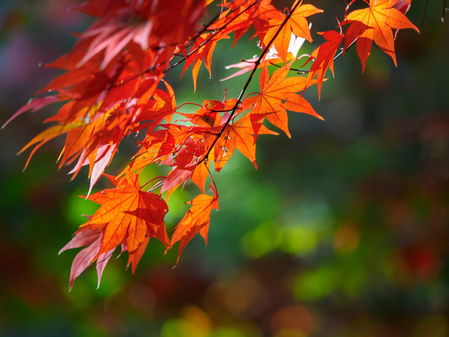 MB190155_CameraRAW_2048.jpg