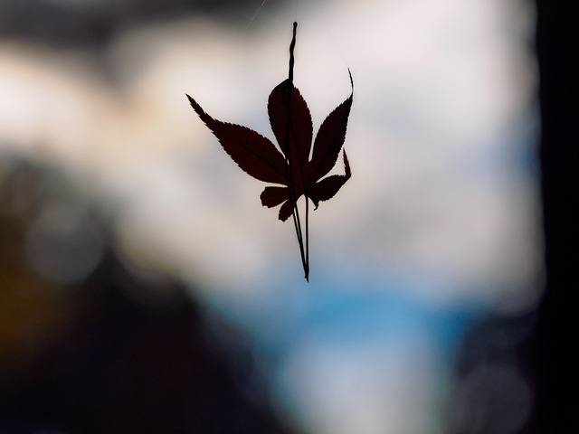 MB190161_CameraRAW_2048.jpg