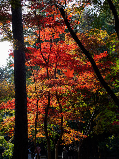 MB190162_CameraRAW_2048.jpg