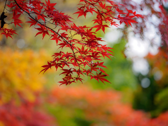 MB190204_CameraRAW_2048.jpg