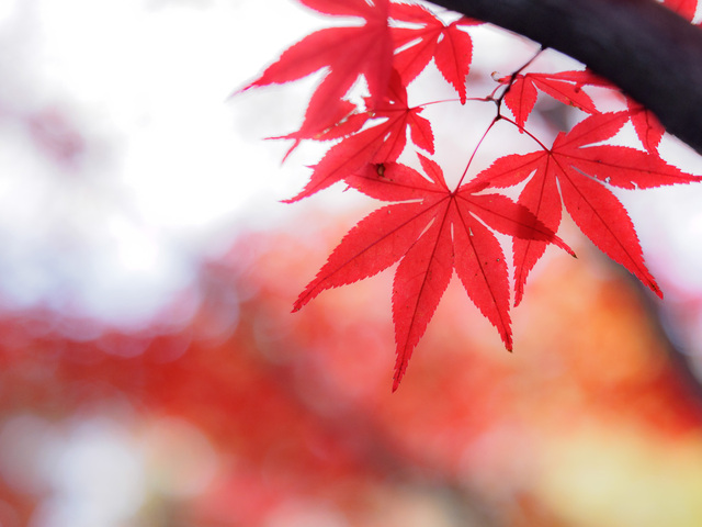 MB190211_CameraRAW_2048.jpg