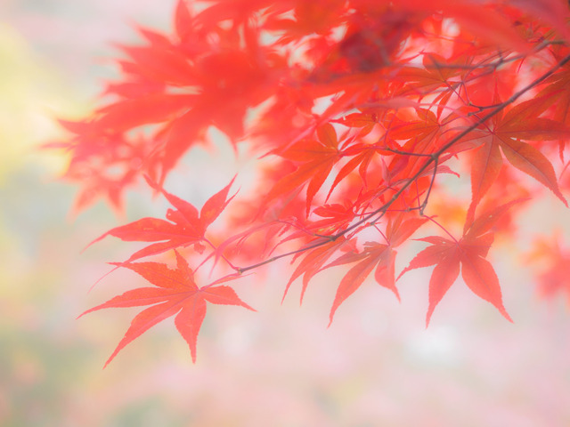 MB201881_CameraRAW_2048.jpg