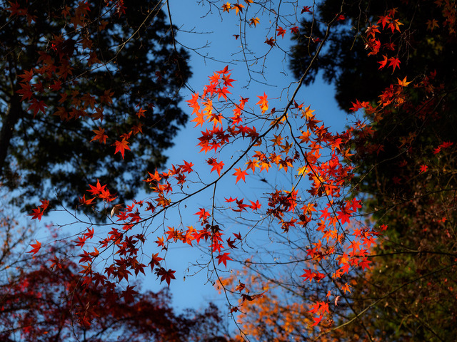 MC142570_CameraRAW_2048.jpg
