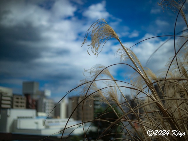 O3020646-ORF_DxO_DeepPRIMEXD_CameraRAW2_signed.jpg