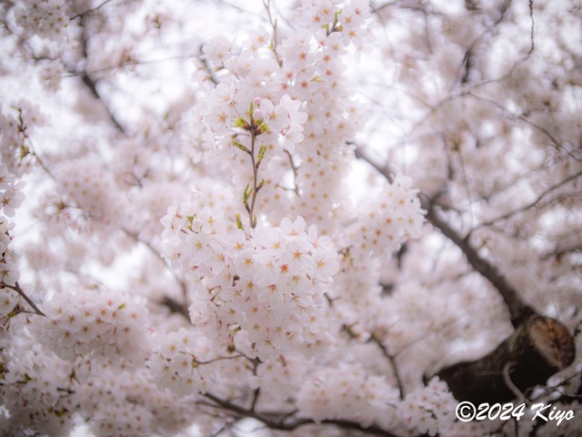 O4050777-ORF_DxO_DeepPRIMEXD_CameraRAW2_signed.jpg