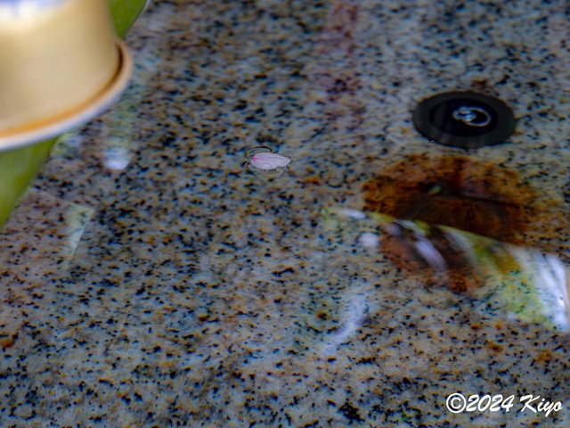 O4131513-ORF_DxO_DeepPRIMEXD_CameraRAW2_signed.jpg