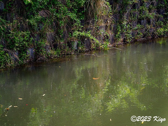O4290210-ORF_DxO_DeepPRIMEXD_CameraRAW2_signed.jpg
